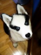 Korisnikov avatar