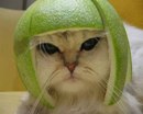 Korisnikov avatar
