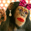 bizoux_singe.gif