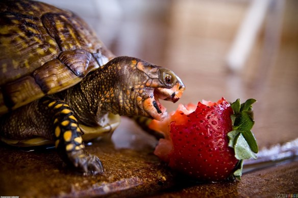 turtle.jpg