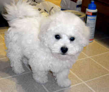 bichon-frise-0306.jpg