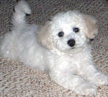 bichon-frise-0041.jpg