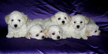 bichon-frise-0058.jpg